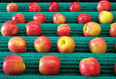 Cleaning Apples with our brushes